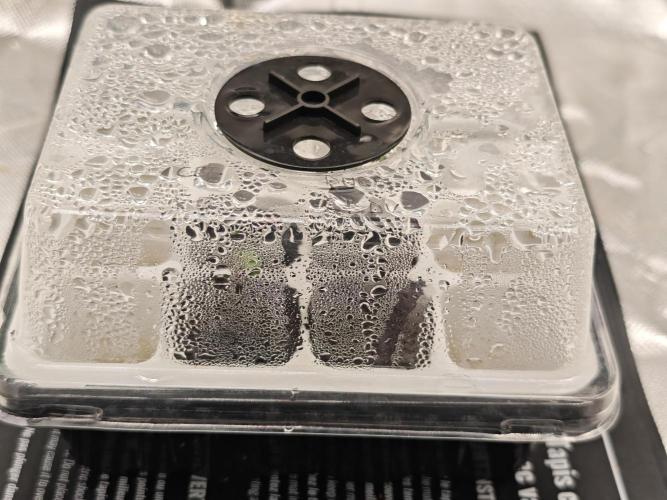 Coco auto medicinal grow RQS. Week 0