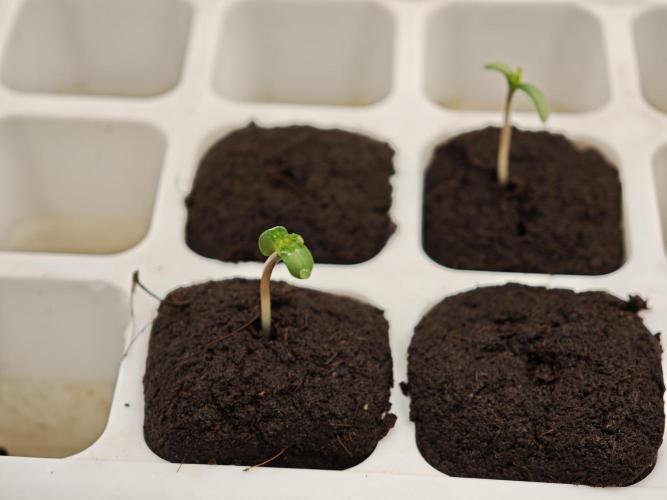 Coco auto medicinal grow RQS. Week 0