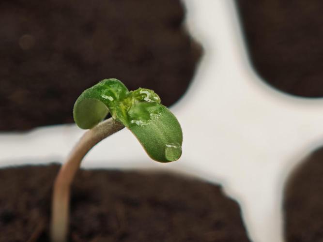 Coco auto medicinal grow RQS. Week 0