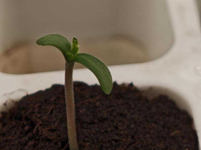 Coco auto medicinal grow RQS. Week 0