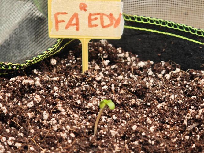 Coco auto medicinal grow RQS. Week 0