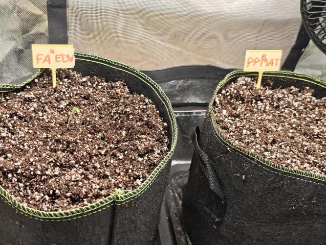 Coco auto medicinal grow RQS. Week 0