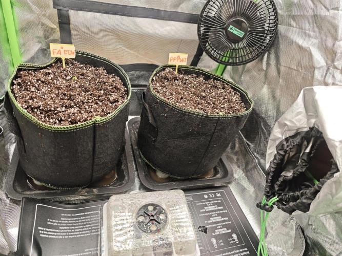 Coco auto medicinal grow RQS. Week 0