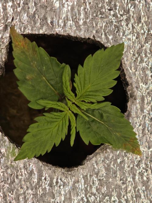 Hydro FF Auto Sativa. Week 1 - First sprouting 