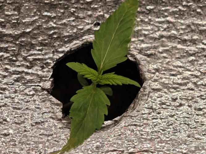 Hydro FF Auto Sativa. Week 1 - Second one 