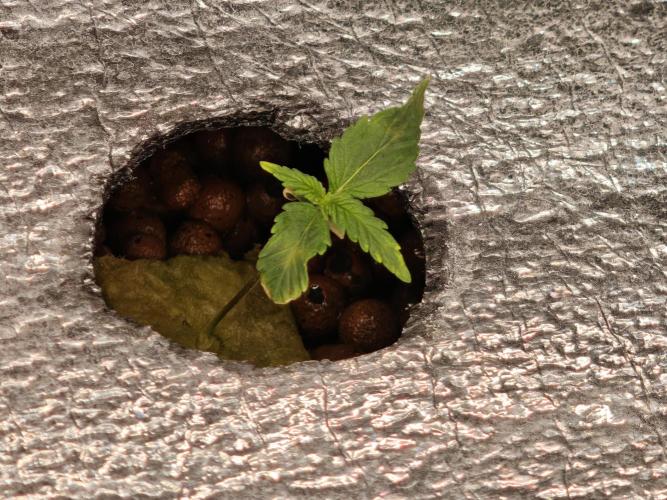 Hydro FF Auto Sativa. Week 1 - Third one 