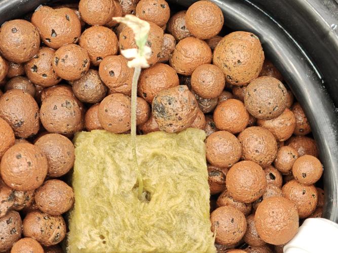 Hydro FF Auto Sativa. Week 1 - And last one This one is dead by multiple factors 😔🙏