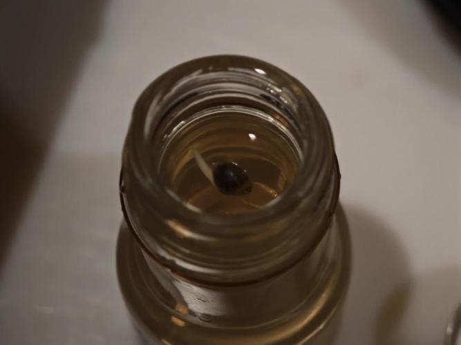 DWC Papaya Zoap Fast. Week 0 - 💪