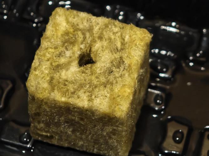 DWC Papaya Zoap Fast. Week 0