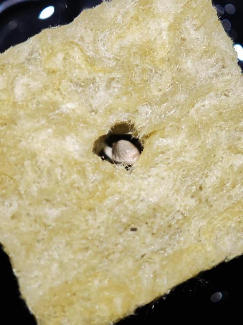 DWC Papaya Zoap Fast. Week 0