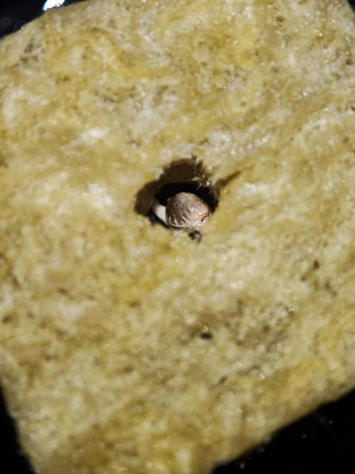 DWC Papaya Zoap Fast. Week 0