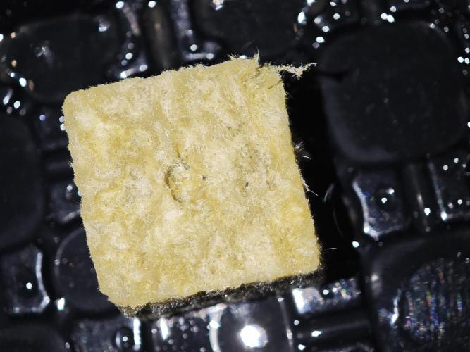 DWC Papaya Zoap Fast. Week 0