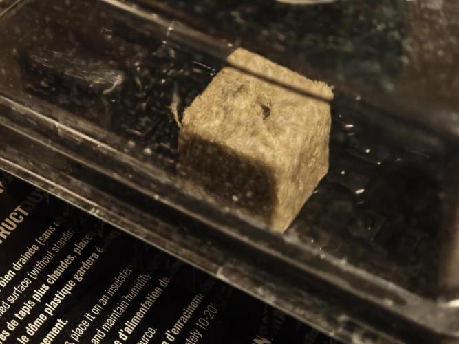 DWC Papaya Zoap Fast. Week 0 - 💚