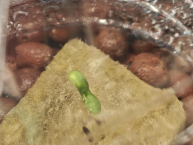 DWC Papaya Zoap Fast. Week 0 - Fast 😁😎