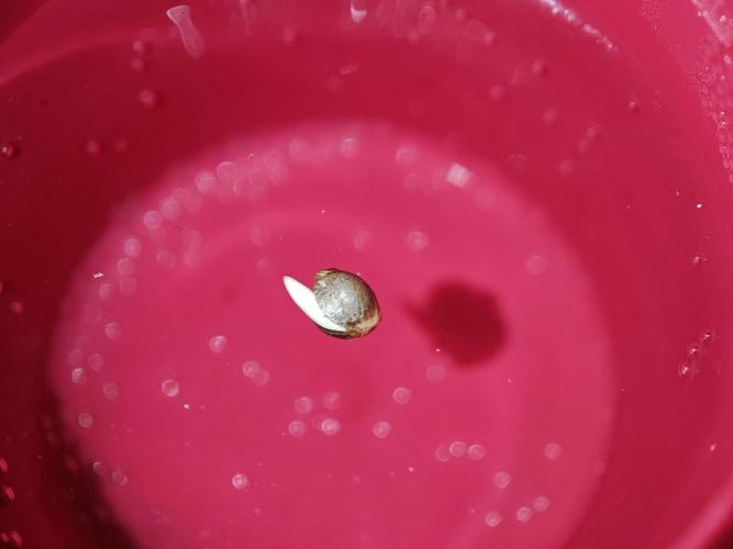 Coco auto medicinal grow RQS. Week 0