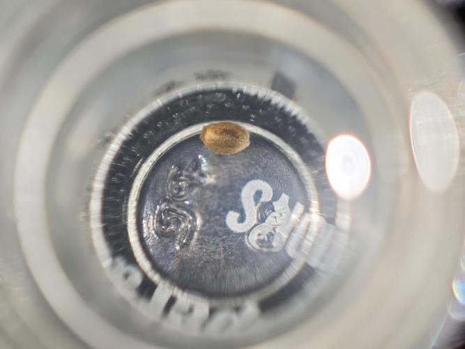 Coco auto medicinal grow RQS. Week 0 - 48h and nothing again 😔 this seeds that I have are too old 