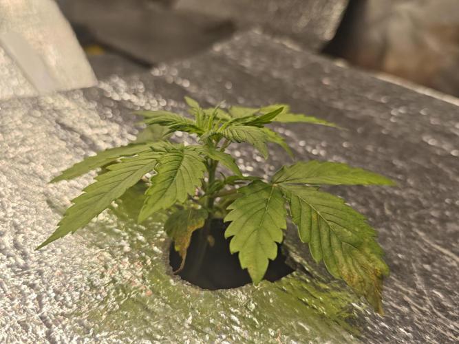 Hydro FF Auto Sativa. Week 2