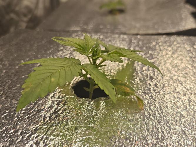 Hydro FF Auto Sativa. Week 2