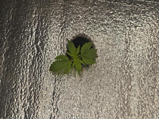 Hydro FF Auto Sativa. Week 2