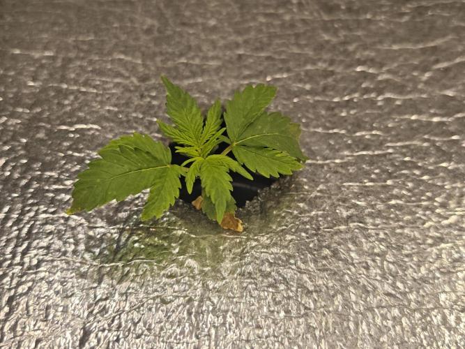 Hydro FF Auto Sativa. Week 2