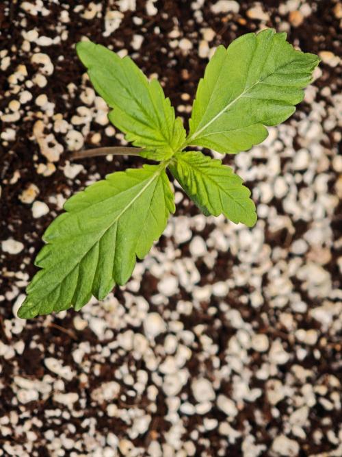 Coco auto medicinal grow RQS. Week 0 - Soon officially in veg stage 😁💪