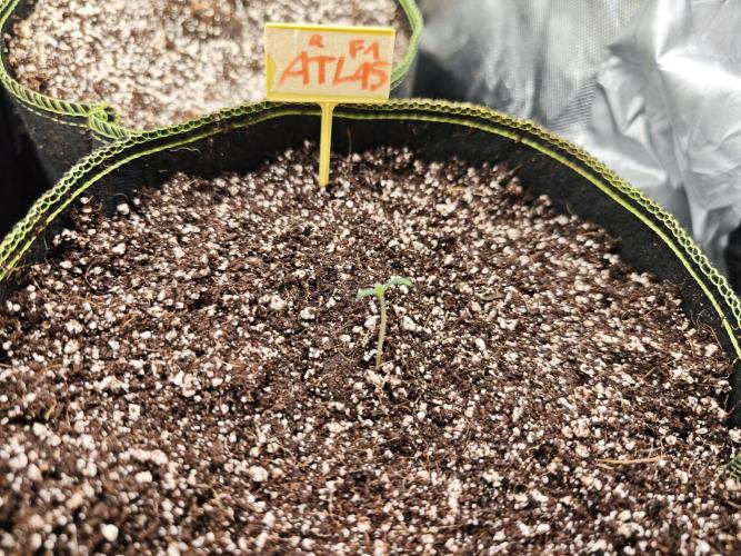 Coco auto medicinal grow RQS. Week 0