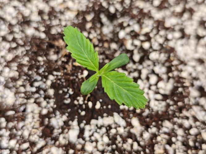 Coco auto medicinal grow RQS. Week 0