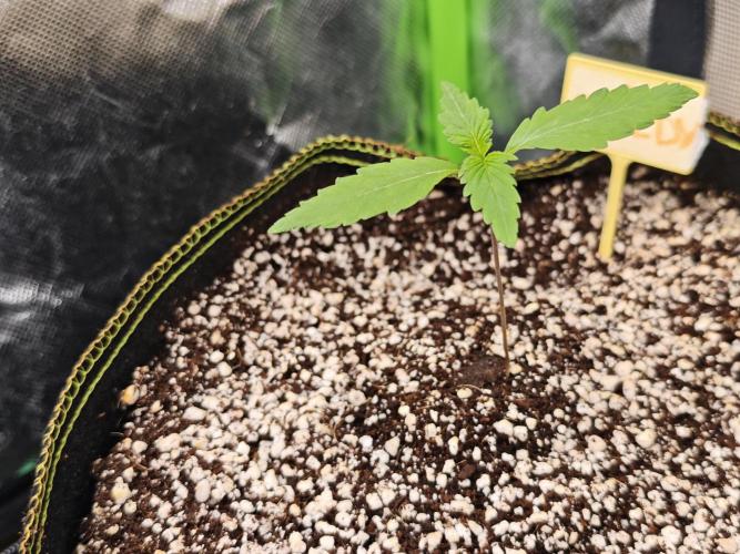 Coco auto medicinal grow RQS. Week 0