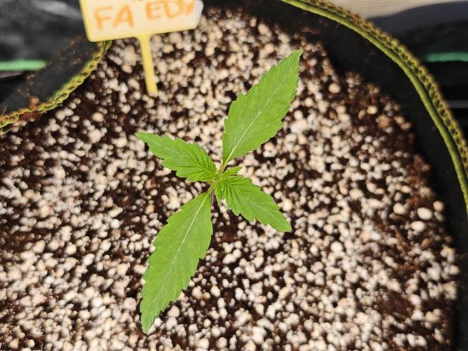 Coco auto medicinal grow RQS. Week 0