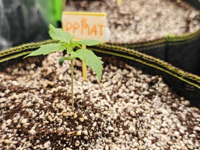 Coco auto medicinal grow RQS. Week 0