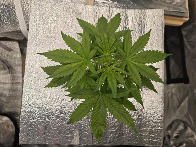 Hydro FF Auto Sativa. Week 3
