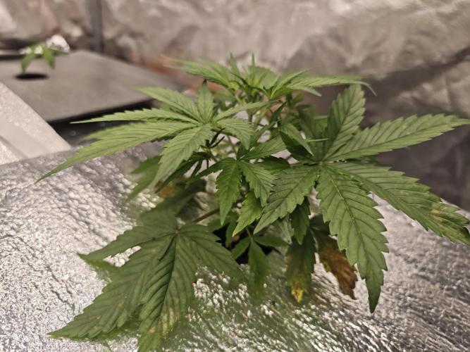 Hydro FF Auto Sativa. Week 3