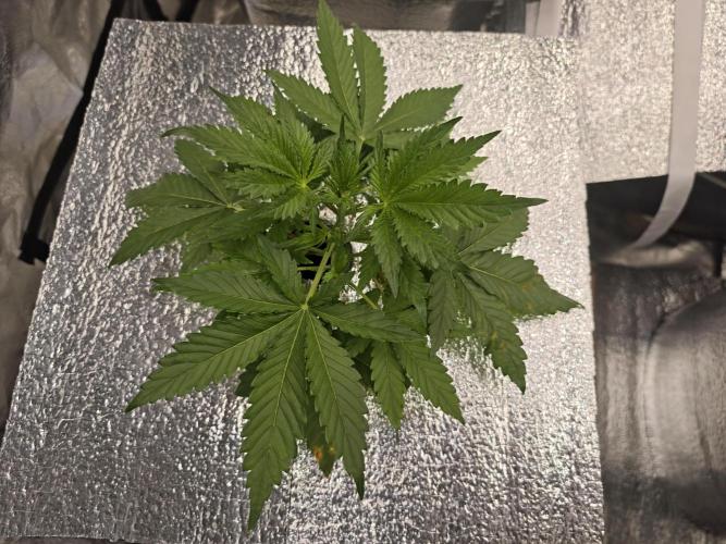 Hydro FF Auto Sativa. Week 3