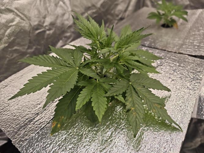 Hydro FF Auto Sativa. Week 3