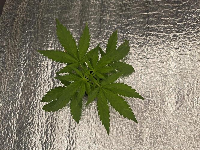 Hydro FF Auto Sativa. Week 3