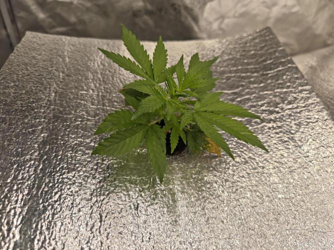 Hydro FF Auto Sativa. Week 3