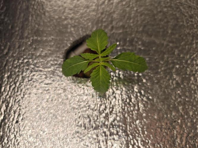DWC Papaya Zoap Fast. Week 1