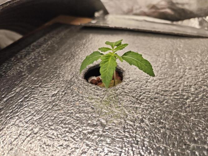 DWC Papaya Zoap Fast. Week 1