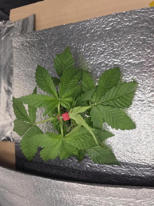 DWC Papaya Zoap Fast. Week 2