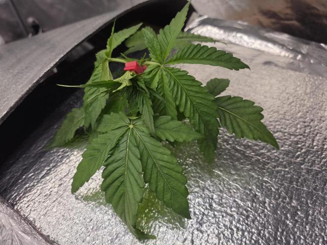 DWC Papaya Zoap Fast. Week 2