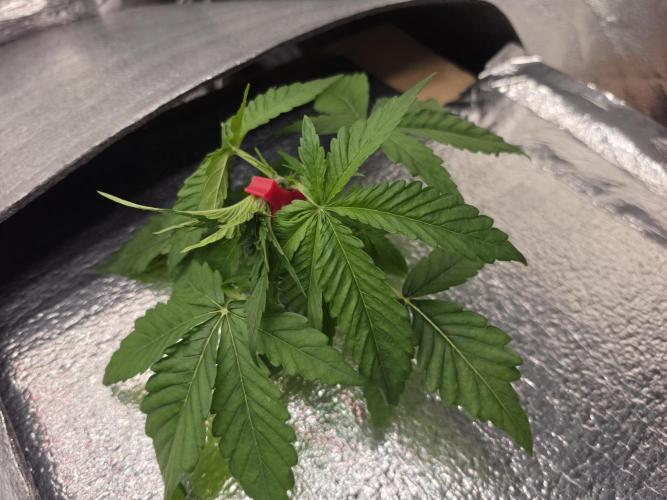 DWC Papaya Zoap Fast. Week 2