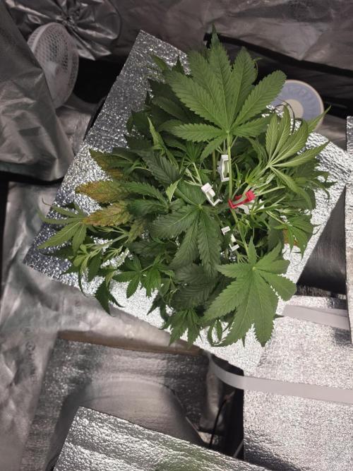 Hydro FF Auto Sativa. Week 4