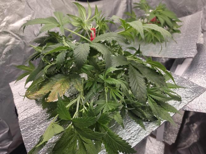 Hydro FF Auto Sativa. Week 4