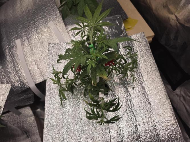 Hydro FF Auto Sativa. Week 4