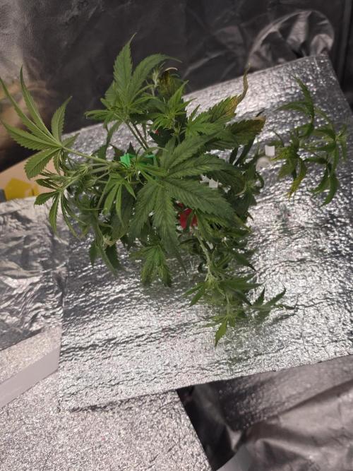 Hydro FF Auto Sativa. Week 4