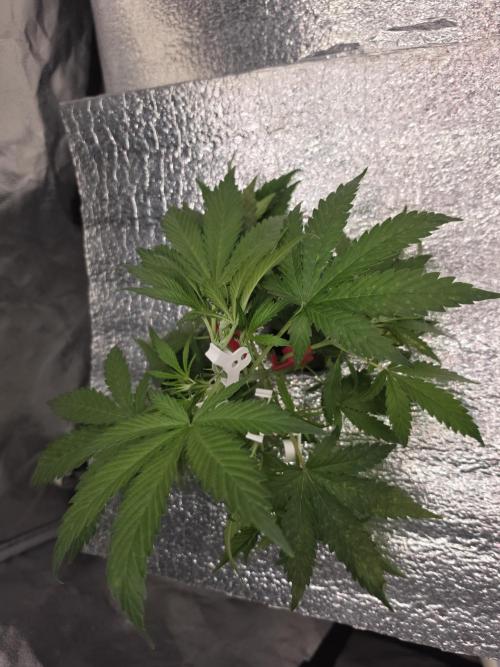 Hydro FF Auto Sativa. Week 4