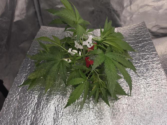 Hydro FF Auto Sativa. Week 4