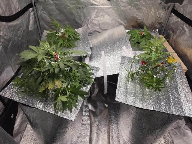Hydro FF Auto Sativa. Week 4
