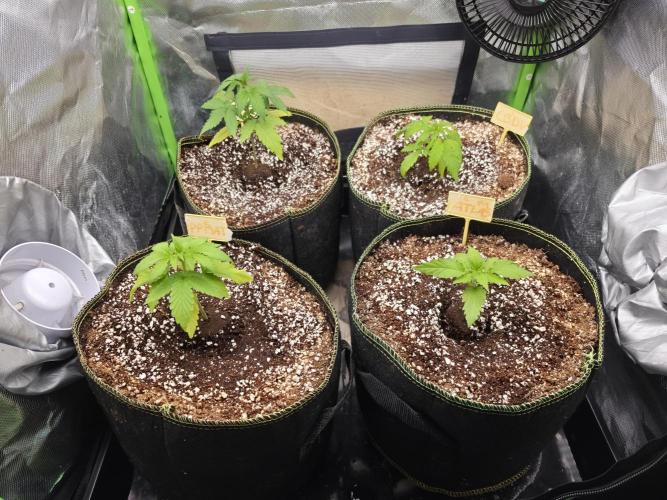 Coco auto medicinal grow RQS. Week 1