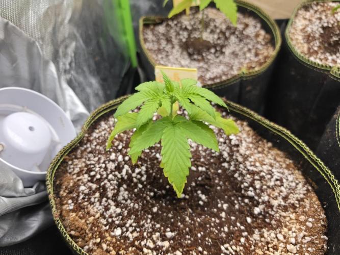 Coco auto medicinal grow RQS. Week 1